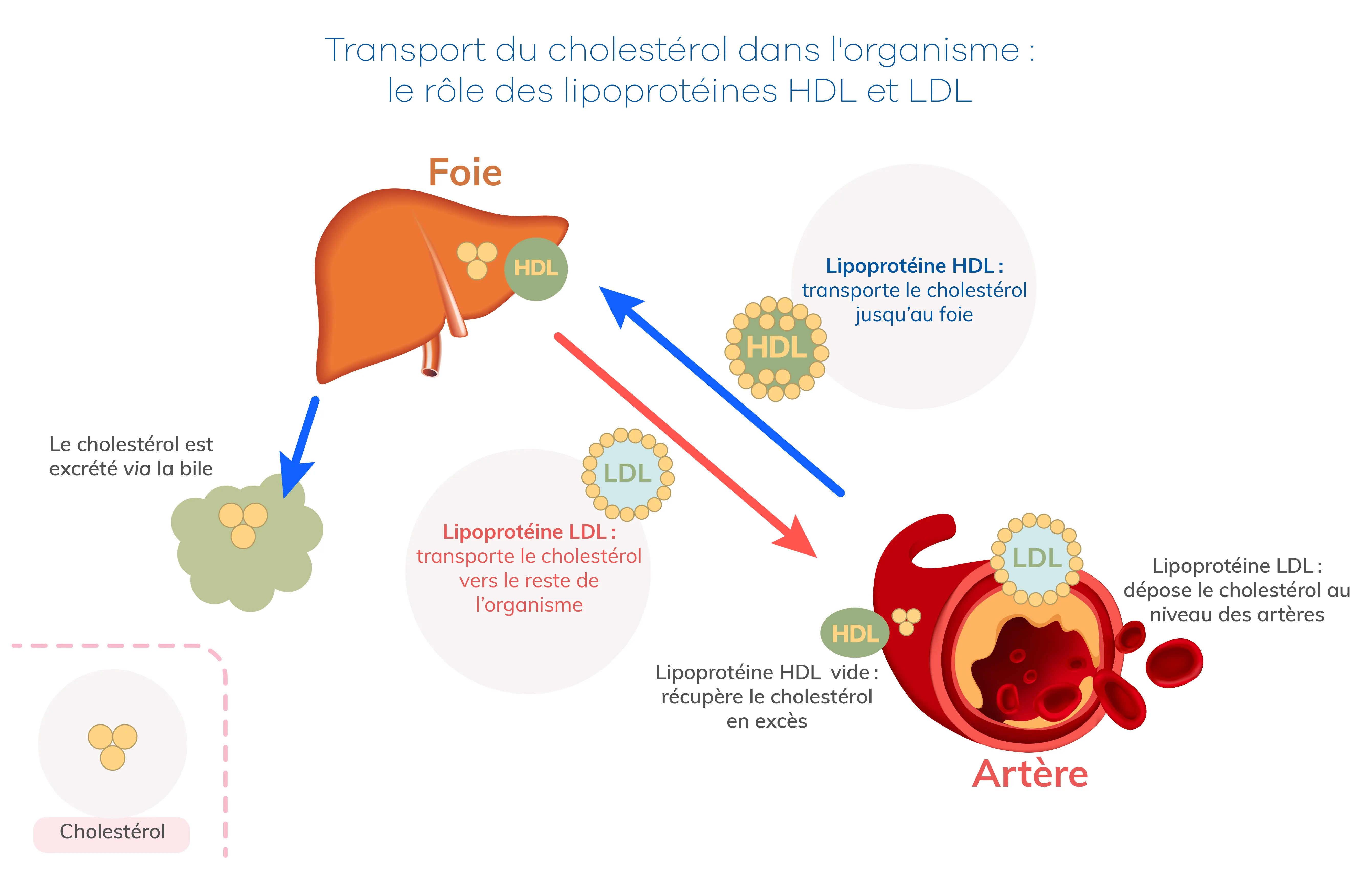 Transport du cholestérol dans l'organisme